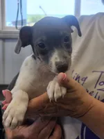 Chip, a male Rat Terrier for sale in Glidden, IA – 1 of 1