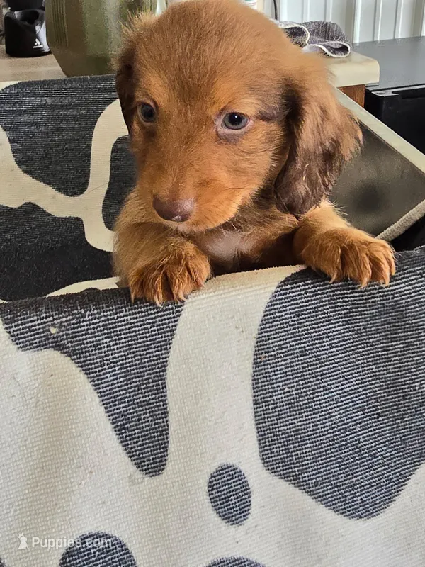 Knox – Dachshund puppy for sale in Glidden, IA
