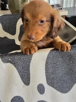Knox, a male Dachshund for sale in Glidden, IA – 1 of 1