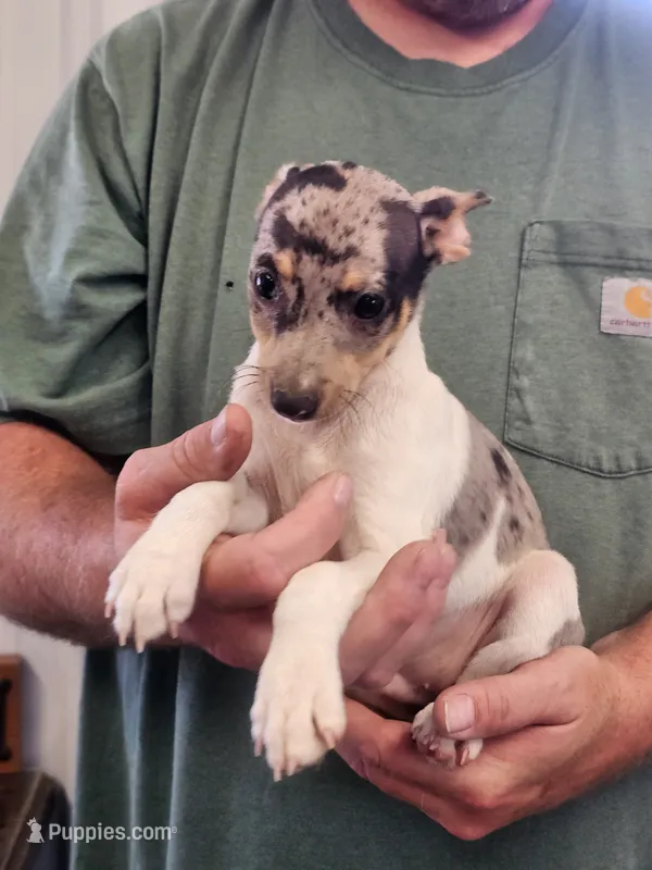 Clay – Rat Terrier puppy for sale in Glidden, IA