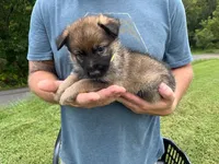 Yellow Collar, a female German Shepherd Dog for sale in Abingdon, VA – 4 of 4