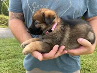 Light pink collar, a female German Shepherd Dog for sale in Abingdon, VA – 2 of 5