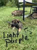 Light purple , a female German Shepherd Dog for sale in Abingdon, VA – 2 of 4