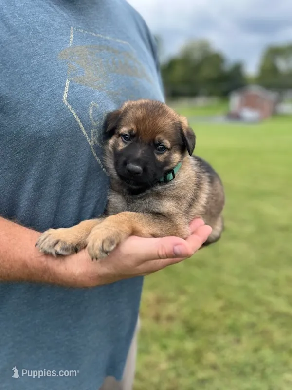 Green Collar – German Shepherd Dog puppy for sale in Abingdon, VA