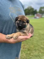 Green Collar, a male German Shepherd Dog for sale in Abingdon, VA – 1 of 3