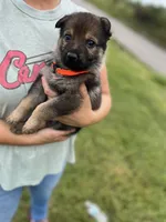 Orange , a female German Shepherd Dog for sale in Abingdon, VA – 5 of 6