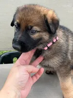 Light pink collar, a female German Shepherd Dog for sale in Abingdon, VA – 5 of 5