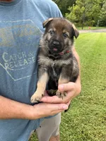 Red Collar, a male German Shepherd Dog for sale in Abingdon, VA – 4 of 4