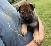 Blue Collar, a female German Shepherd Dog for sale in Abingdon, VA – 3 of 4
