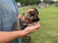 Orange , a female German Shepherd Dog for sale in Abingdon, VA – 4 of 6