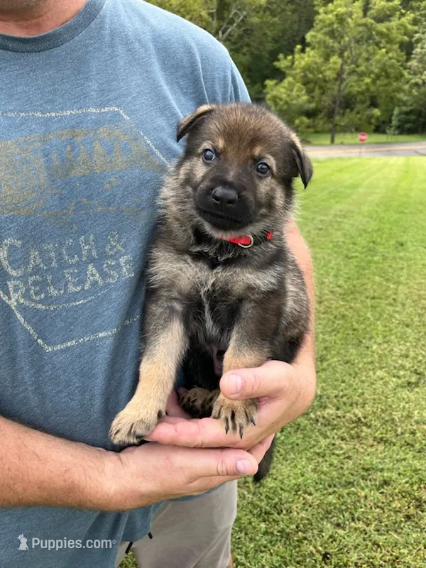 Red Collar – German Shepherd Dog puppy for sale in Abingdon, VA