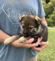 Blue Collar, a female German Shepherd Dog for sale in Abingdon, VA – 4 of 4
