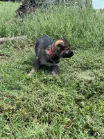 Red Collar, a male German Shepherd Dog for sale in Abingdon, VA – 2 of 4