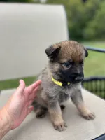 Yellow Collar, a female German Shepherd Dog for sale in Abingdon, VA – 2 of 4