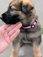 Light pink collar, a female German Shepherd Dog for sale in Abingdon, VA – 3 of 5