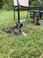 Light purple , a female German Shepherd Dog for sale in Abingdon, VA – 3 of 4