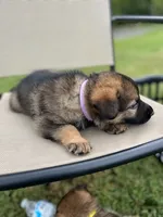 Light purple , a female German Shepherd Dog for sale in Abingdon, VA – 4 of 4