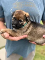 Green Collar, a male German Shepherd Dog for sale in Abingdon, VA – 3 of 3
