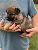 Orange , a female German Shepherd Dog for sale in Abingdon, VA – 3 of 6
