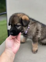 Light purple , a female German Shepherd Dog for sale in Abingdon, VA – 1 of 4