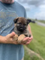 Bright pink, a female German Shepherd Dog for sale in Abingdon, VA – 3 of 3