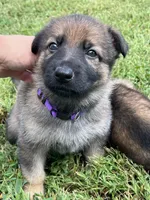 Purple Collar, a female German Shepherd Dog for sale in Abingdon, VA – 3 of 4