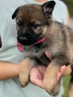 Bright pink, a female German Shepherd Dog for sale in Abingdon, VA – 2 of 3