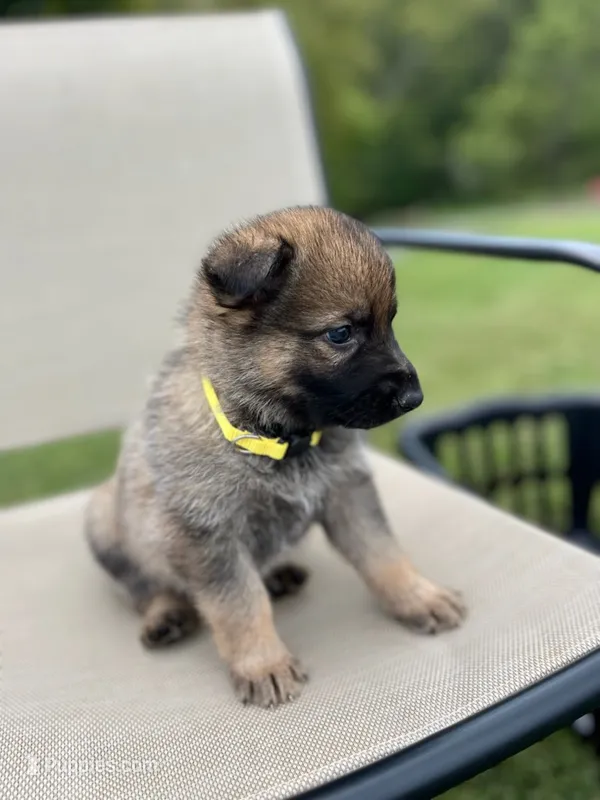 Yellow Collar – German Shepherd Dog puppy for sale in Abingdon, VA