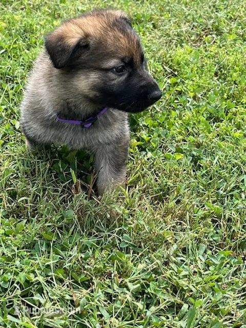 Purple Collar – German Shepherd Dog puppy for sale in Abingdon, VA