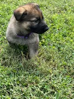 Purple Collar, a female German Shepherd Dog for sale in Abingdon, VA – 1 of 4