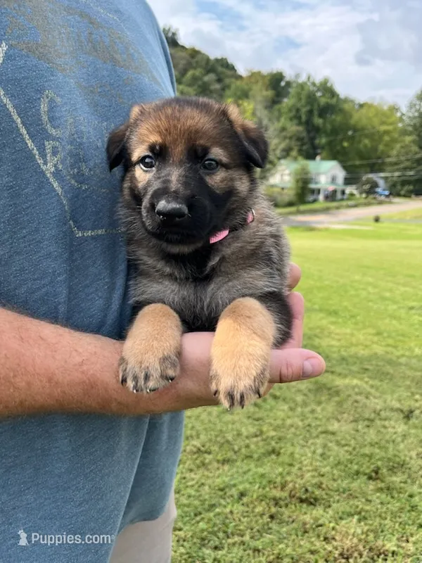Light pink collar – German Shepherd Dog puppy for sale in Abingdon, VA