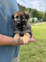 Light pink collar, a female German Shepherd Dog for sale in Abingdon, VA – 1 of 5