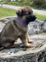 Purple Collar, a female German Shepherd Dog for sale in Abingdon, VA – 2 of 4