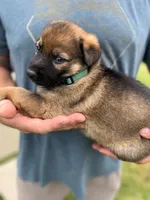 Green Collar, a male German Shepherd Dog for sale in Abingdon, VA – 2 of 3