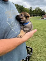 Blue Collar, a female German Shepherd Dog for sale in Abingdon, VA – 2 of 4
