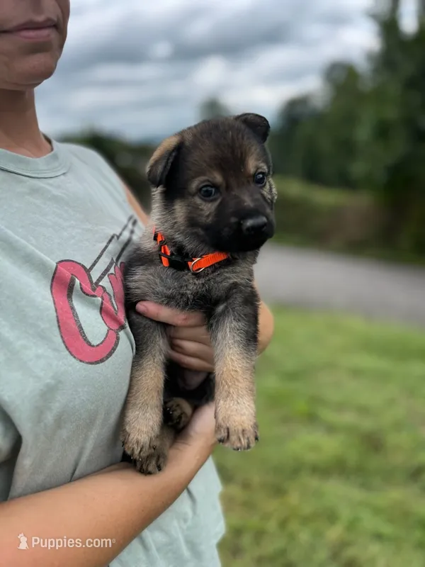 Orange  – German Shepherd Dog puppy for sale in Abingdon, VA