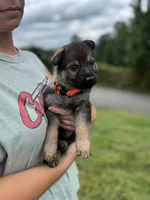 Orange , a female German Shepherd Dog for sale in Abingdon, VA – 1 of 6