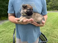Yellow Collar, a female German Shepherd Dog for sale in Abingdon, VA – 3 of 4