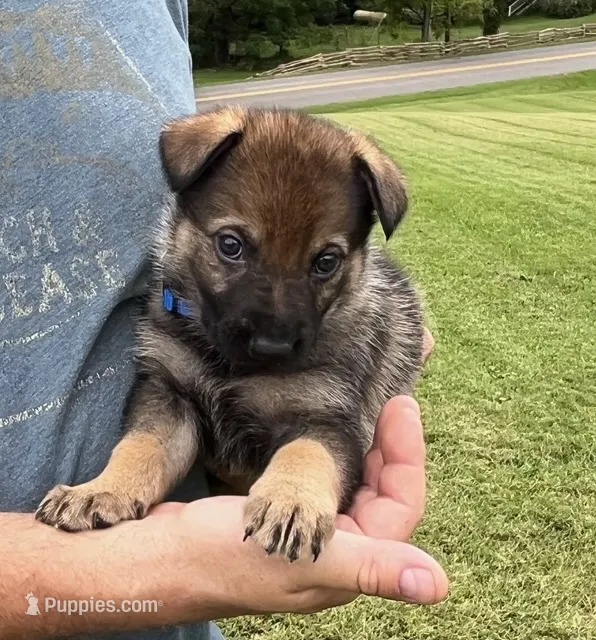 Blue Collar – German Shepherd Dog puppy for sale in Abingdon, VA