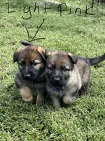 Light pink collar, a female German Shepherd Dog for sale in Abingdon, VA – 4 of 5