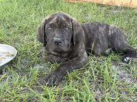Orange collar , a male Cane Corso for sale in Ocala, FL – 3 of 9