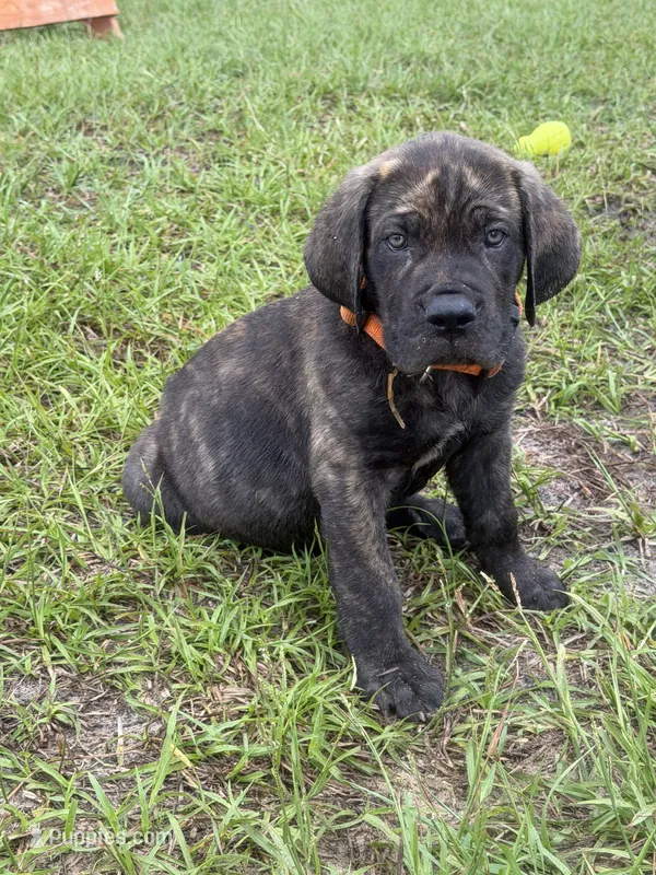Orange collar  – Cane Corso puppy for sale in Ocala, FL