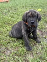 Orange collar , a male Cane Corso for sale in Ocala, FL – 2 of 9