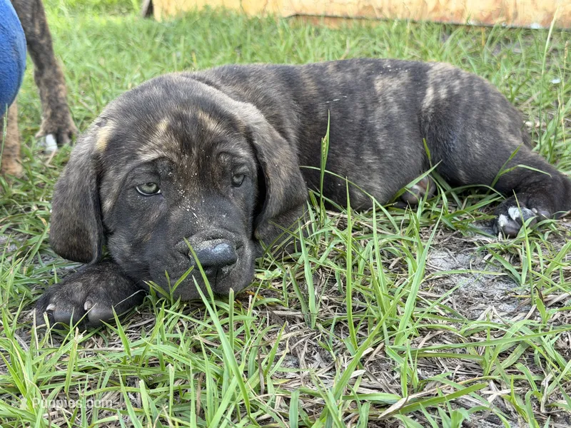 Orange collar , a male Cane Corso for sale in Ocala, FL – 1 of 9