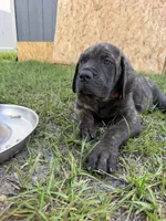 Orange collar , a male Cane Corso for sale in Ocala, FL – 5 of 9