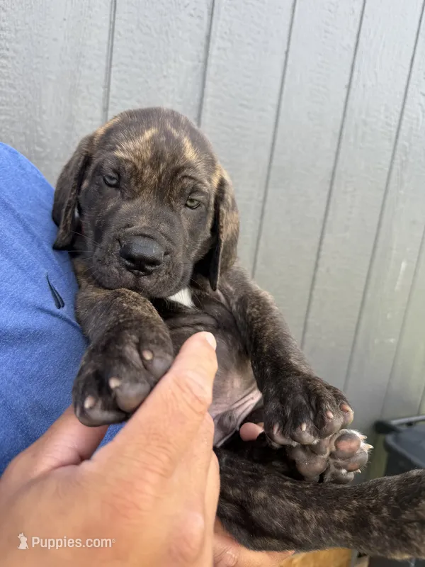 Orange collar  – Cane Corso puppy for sale in Ocala, FL