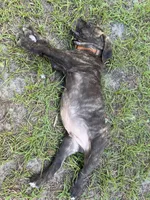 Orange collar , a male Cane Corso for sale in Ocala, FL – 8 of 9