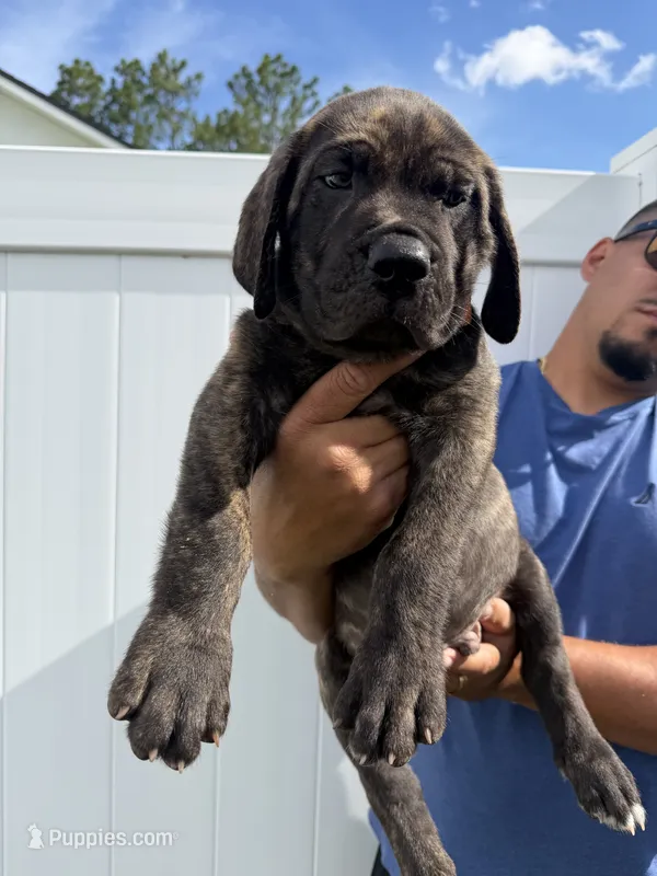 Orange collar  – Cane Corso puppy for sale in Ocala, FL