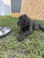 Orange collar , a male Cane Corso for sale in Ocala, FL – 6 of 9