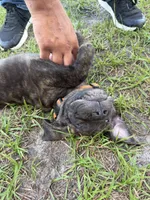 Orange collar , a male Cane Corso for sale in Ocala, FL – 4 of 9